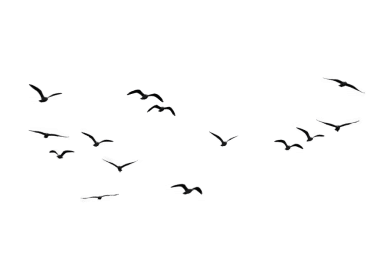 birds
